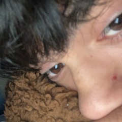no curto con gatos