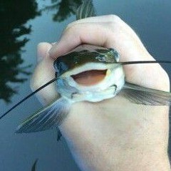 catfish goober