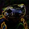 Salamandre