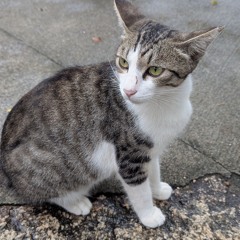 おたらこ