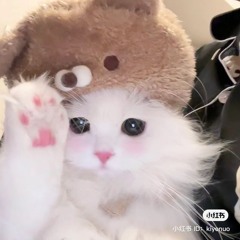 meosolam🐱
