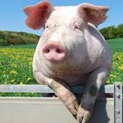 Egoi Eskamendi Goikoetxea