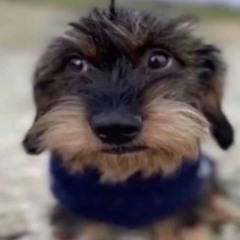 eddie