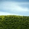 Hedges