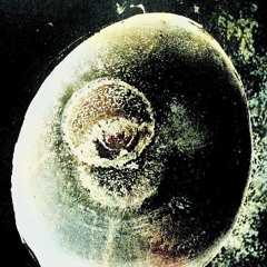 ǝ̸ɔ̸ᴉ̸ɟ̸ɟ̸o̸ s̸'̸p̸ɹ̸ɐ̸z̸ᴉ̸ʍ̸