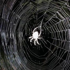 DARK WEB INVENTORY 🕷️ 🕸️ | GP