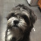 Cammi