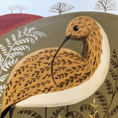 Curlew