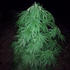 T.BULLBA