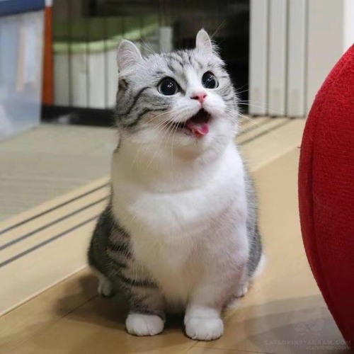 Кошка комару