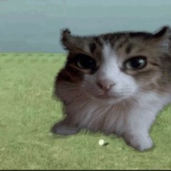 CaramelCat46