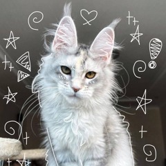 Wildcat_therian