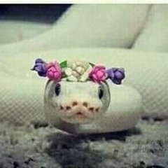 الريس محمد العربي