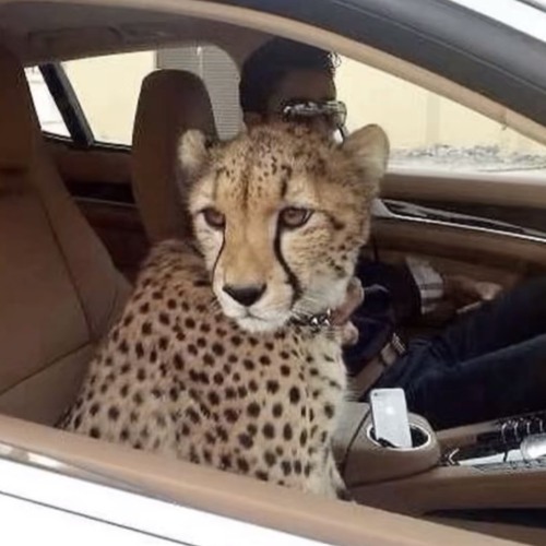 Peter Fox X A$AP Rocky