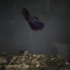 comet !