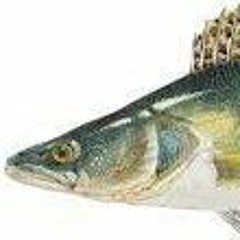 zander