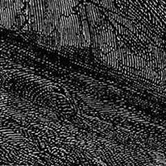 Rhopalocera