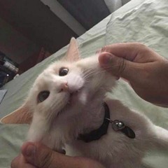 Fifi