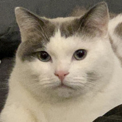 GUGU