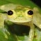 Kira_frogs