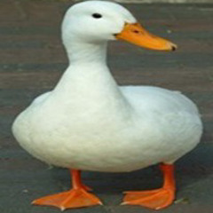 Abadgege