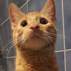 Xavier Omar Pimentel Sone