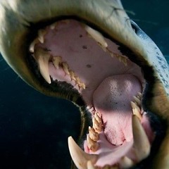 selkie