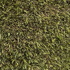 grass