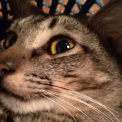 Curious Cat