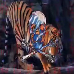 preshaa13
