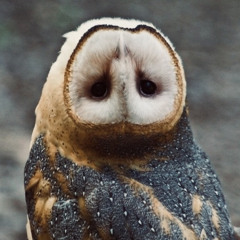 That-owl-on-something