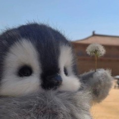 بطريق 🐧