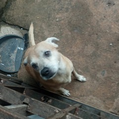 papox