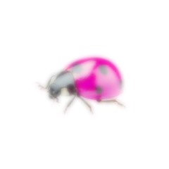 bugmisha