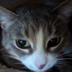 lil kitteh guy