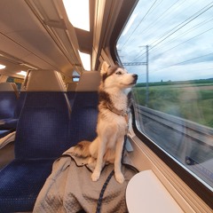Säschii