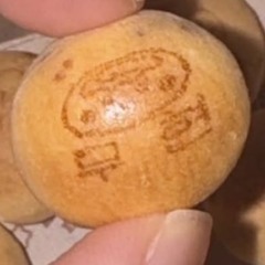 쭈니맘