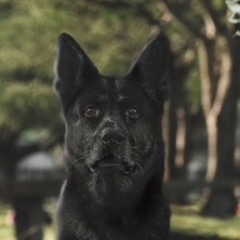 DOGGYDIDTHAT