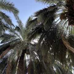 نجّدِية