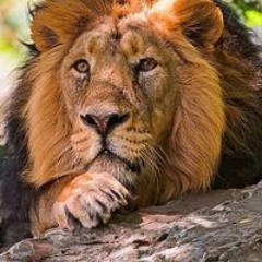 Thương Hầm Cức Trâu