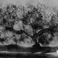 hans castorp