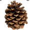 lil pinecone