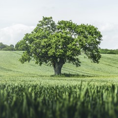 OakTree!