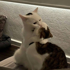 Maddie_kittie