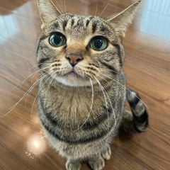 Gato がと