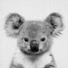 Yann Seine 🐨