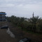 Rawaa