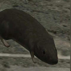 Rat