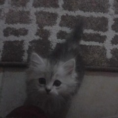 hello_kitty♡