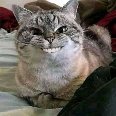 bad cat